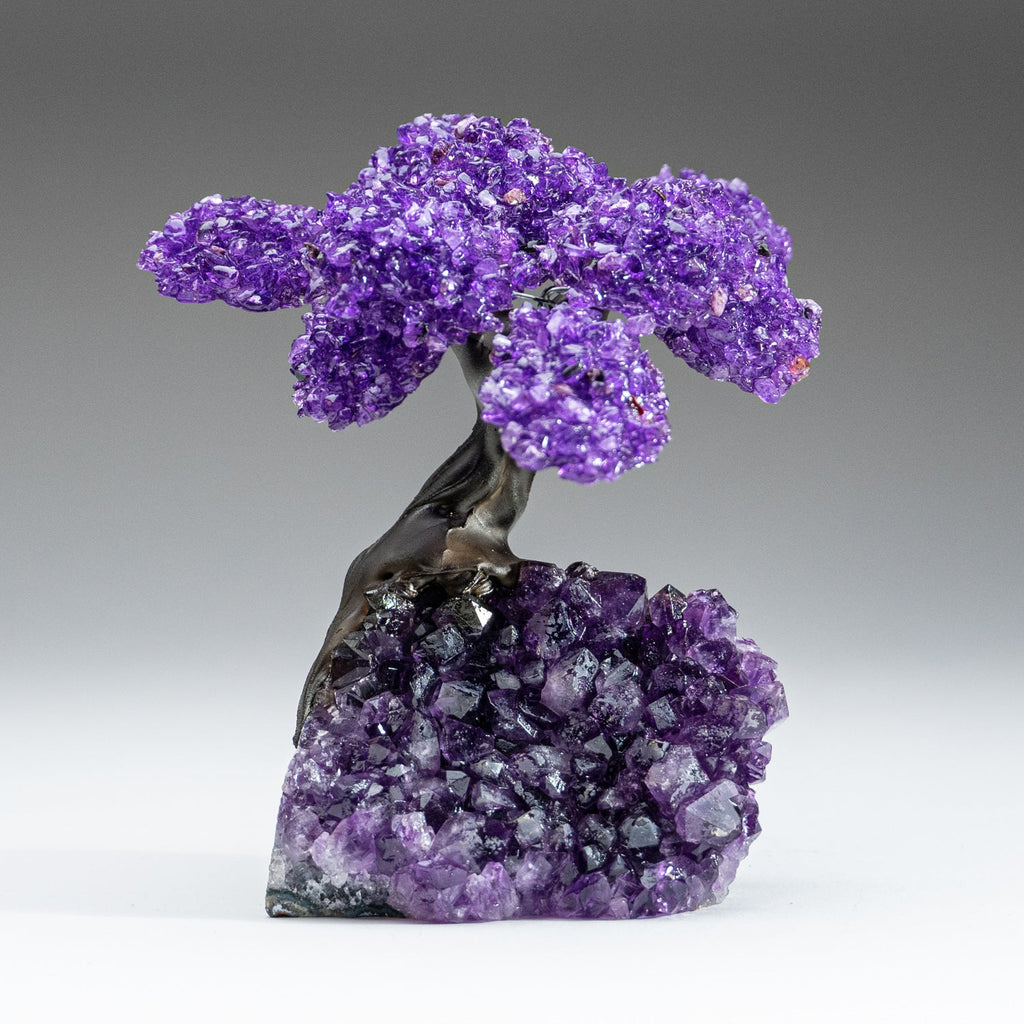 The Protection Tree (Medium) - Amethyst Clustered Gemstone Tree on Amethyst Matrix