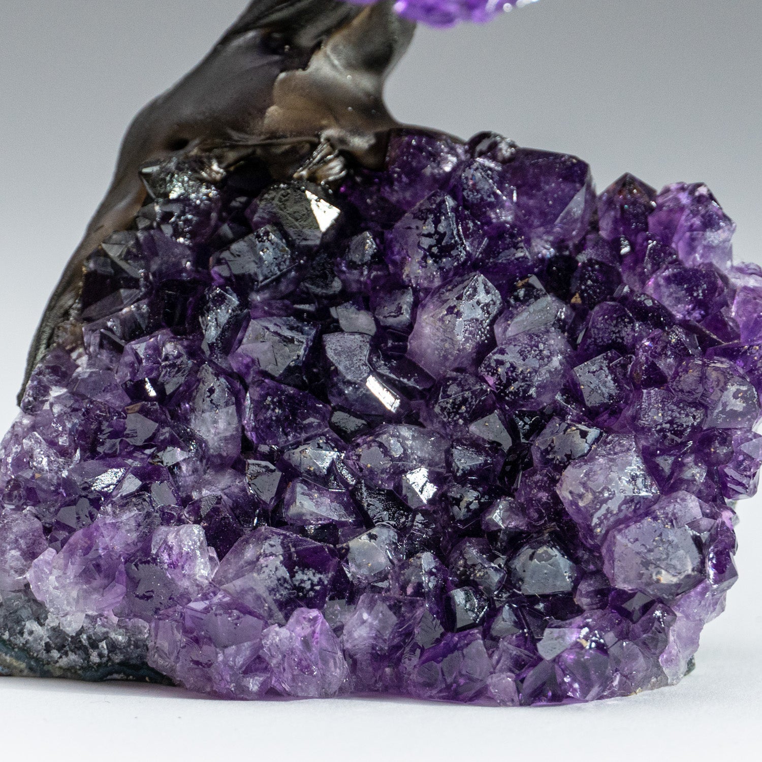 The Protection Tree (Medium) - Amethyst Clustered Gemstone Tree on Amethyst Matrix