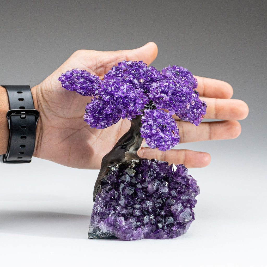The Protection Tree (Medium) - Amethyst Clustered Gemstone Tree on Amethyst Matrix